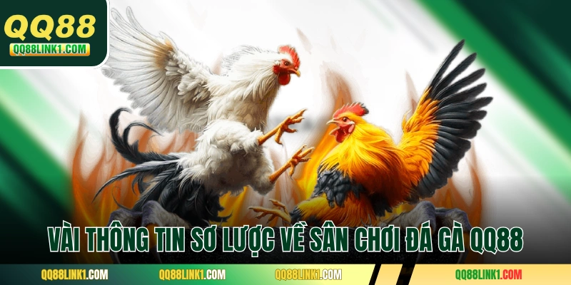 Vài thông tin sơ lược về sân chơi đá gà QQ88