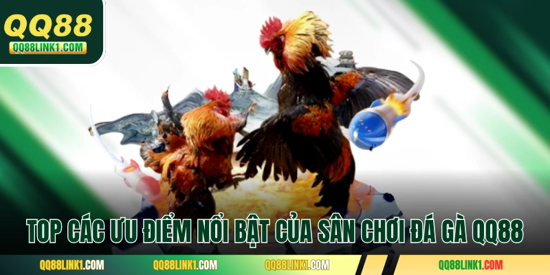 Top các ưu điểm nổi bật của sân chơi đá gà QQ88