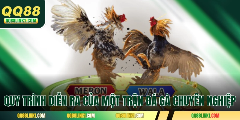 Luật Chơi Đá Gà Chuẩn Đông Nam Á Của Sới Đấu Chuyên Nghiệp 2 Quy trình diễn ra của một trận đá gà chuyên nghiệp