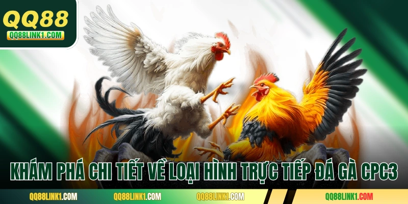 Khám phá chi tiết về loại hình trực tiếp đá gà CPC3 